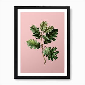 Vintage Hungarian Oak Botanical on Soft Pink n.0066 Art Print