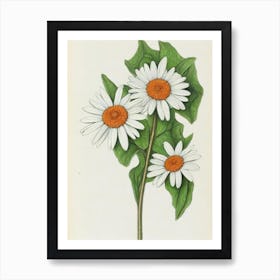 Daisies Vintage Botanical Flower Art Print