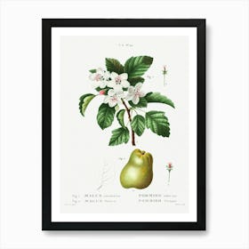 Sweet Crabapple And Apple, Pierre Joseph Redoute Art Print