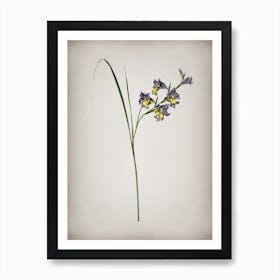 Vintage Gladiolus Ringens Botanical on Parchment n.0103 Art Print