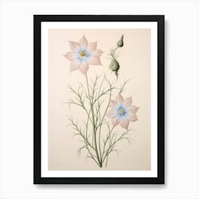 Floral Illustration Love In A Mist Nigella 2 Art Print