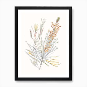 Ephedra Spices And Herbs Pencil Illustration 2 Art Print
