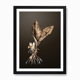 Gold Botanical Koemferia Longa on Chocolate Brown Art Print