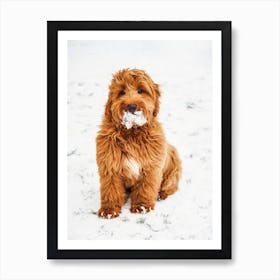 Cockapoo In Snow Art Print