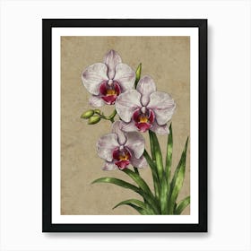 Orchids 1 Art Print