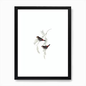 Vintage Fire Tailed Finch Bird Illustration on Pure White n.0332 Art Print
