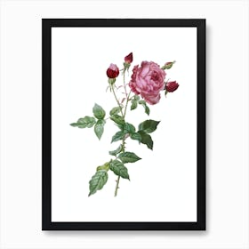 Vintage Provence Rose Botanical Illustration on Pure White 1 Art Print