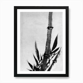 Katsushika Hokusai Bamboo Tree Art Print