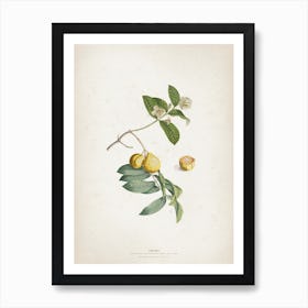 Vintage Ehret 2 Guaiaba Art Print