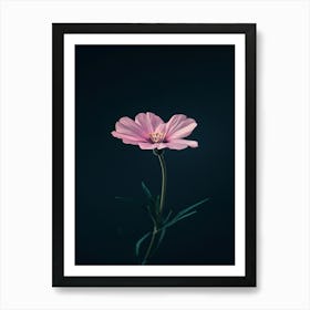 Pink Cosmos Flower Art Print