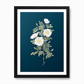 Vintage White Burnet Roses Botanical Art on Teal Blue n.0269 Art Print