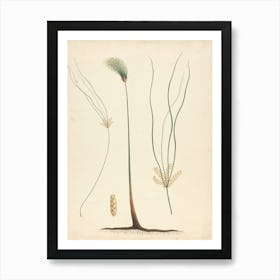 Papyrus Sedge, Luigi Balugani Art Print