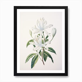 Honeysuckle Flower Vintage Botanical 3 Affiche