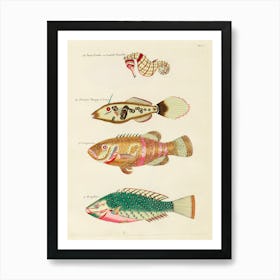 Colourful And Surreal Illustrations Of Fishes And Sea Horse Found In Moluccas (Indonesia) And The East Indies, Louis Renard(45) Art Print
