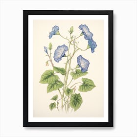 Asagao Morning Glory 3 Vintage Japanese Botanical Art Print