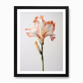 Pressed Flower Botanical Art Gladiolus 2 Art Print