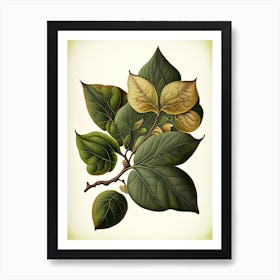 Quince Leaf Vintage Botanical 2 Art Print