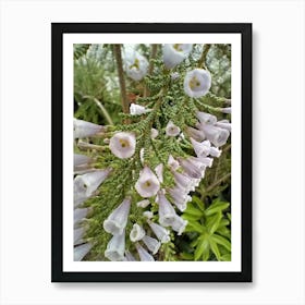 Bush flowers Poster