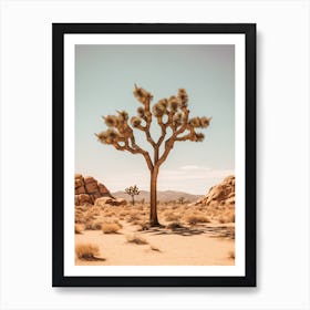  Photograph Of A Joshua Tree In Rocky Mountains 3 Art Print