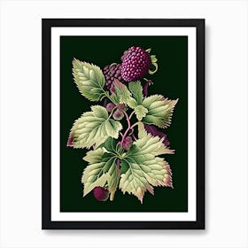 Blackberry Blossom Wildflower Vintage Botanical 2 Art Print