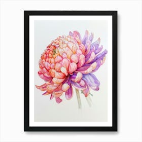 Chrysanthemum 5 Art Print