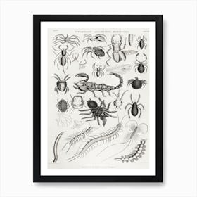 Entomology Arachnides, Myriapoda, Oliver Goldsmith Art Print