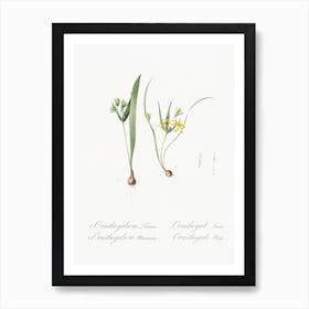 Yellow Star Of Bethlehem, Pierre Joseph Redoute Art Print