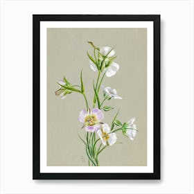 Vintage Botanical Mary Vaux Walcott _2732415 Art Print