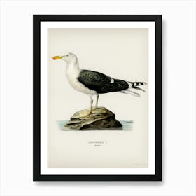 Great Black Backed Gull, The Von Wright Brothers 1 Art Print