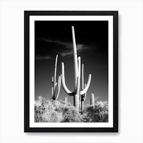 Saguaro Cacti Near Tucson, Arizona Art Print