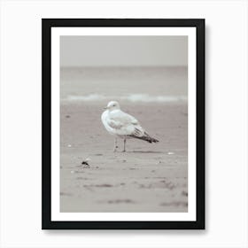 Seagull On The Beach Art Print