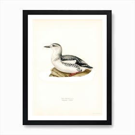 Black Guillemot, The Von Wright Brothers Art Print