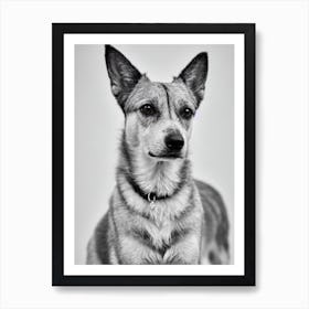 Berger Picard B&W Pencil Dog Art Print