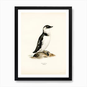 Little Auk (Alle Alle), The Von Wright Brothers Art Print