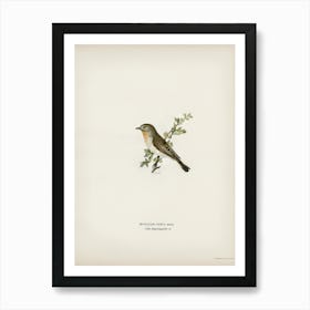 Red Breasted Flycatcher, The Von Wright Brothers Art Print