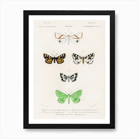 Collection Of Moths,Charles Dessalines D'Orbigny Art Print