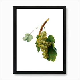 Vintage Grape Vine Botanical Illustration on Pure White n.0859 Art Print