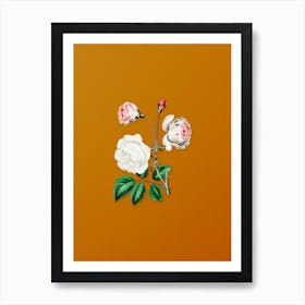 Vintage Ruga Rose Flower Botanical on Sunset Orange n.0915 Art Print