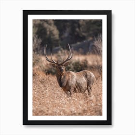 Elk Eating Tall Grass Art Print