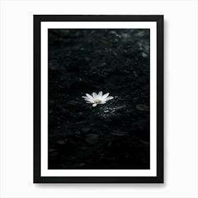 Lotus Flower 32 Art Print