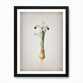 Vintage Iris Persica Botanical on Parchment n.0172 Art Print