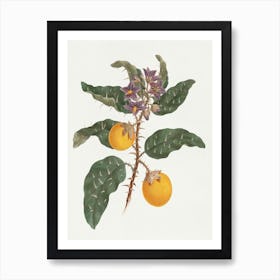 Solanum Incanum L. (Wild Egg Plant), Luigi Balugani Art Print