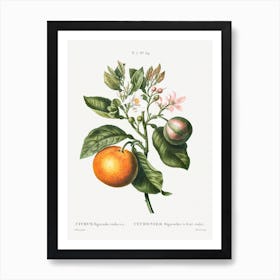 Bitter Orange, Pierre Joseph Redoute Art Print