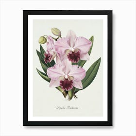 Orchid Botanical Illustration - Lepidia Traskiana Art Print
A detailed botanical illustration of the elegant Lepidia Traskiana orchid, showcasing its delicate pink petals and deep magenta center. A timeless piece that adds a touch of sophistication and natural beauty.
Perfect for a bedroom, living room, or study, enhancing the space with elegance and botanical charm. Art Print