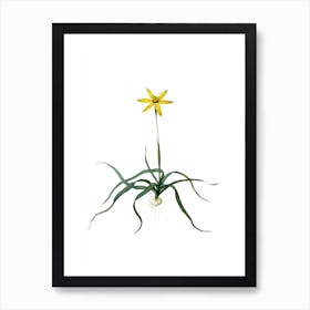 Vintage Hypoxis Stellata Botanical Illustration on Pure White Art Print