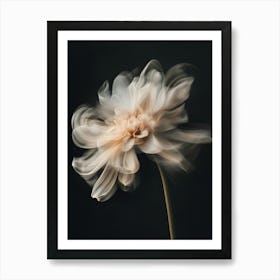 Chrysanthemum 2 Art Print