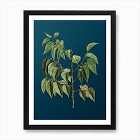 Vintage Common Hackberry Botanical Art on Teal Blue n.0334 Art Print
