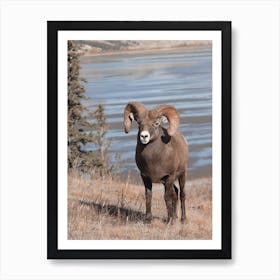 Sheep Near Lake Art Print