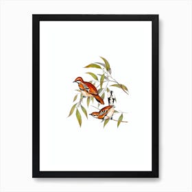 Vintage Cinnamon Quail Thrush Bird Illustration on Pure White Art Print