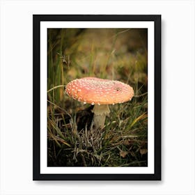 Big Red Mushroom // Nature Photography 1 Art Print